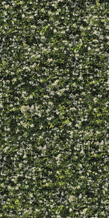 Плитка 120x240 Gelsomino A - Limpha - 11560024 з колекції Limpha Casalgrande Padana