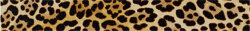 Бордюр (5x40) Lel 053 F. Do Giallo Leopardo - Zoo Design