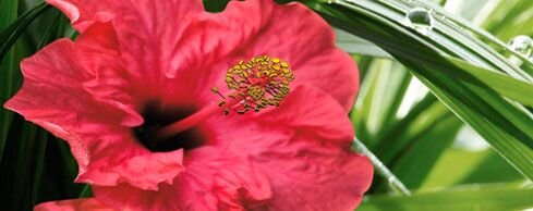 Декор (20х50) HIBISKUS 1 CENTRO з колекції Imperia CER-ROL