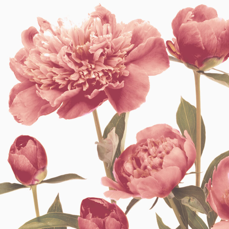 Декор 20x20 Blooming Bordeaux Decoro - Ricordi - BLOX з колекції Ricordi Brennero Декор 20x20 Blooming Bordeaux Decoro - Ricordi - BLOX з колекції Ricordi Brennero